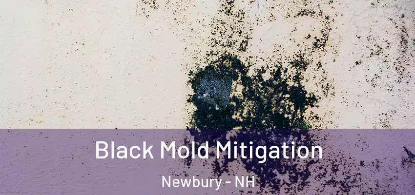  Black Mold Mitigation Newbury - NH