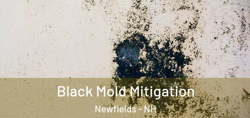Black Mold Mitigation Newfields - NH