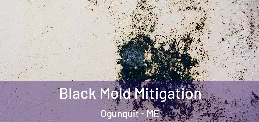  Black Mold Mitigation Ogunquit - ME