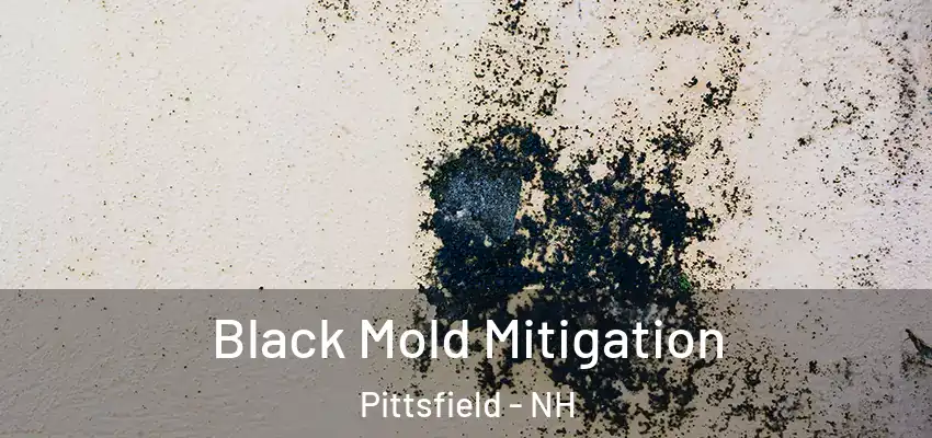 Black Mold Mitigation Pittsfield - NH