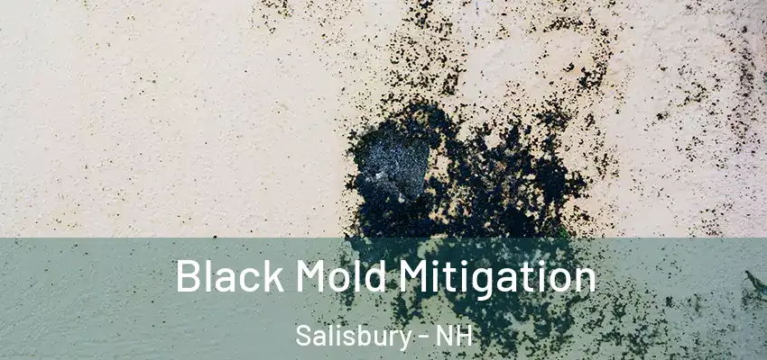  Black Mold Mitigation Salisbury - NH