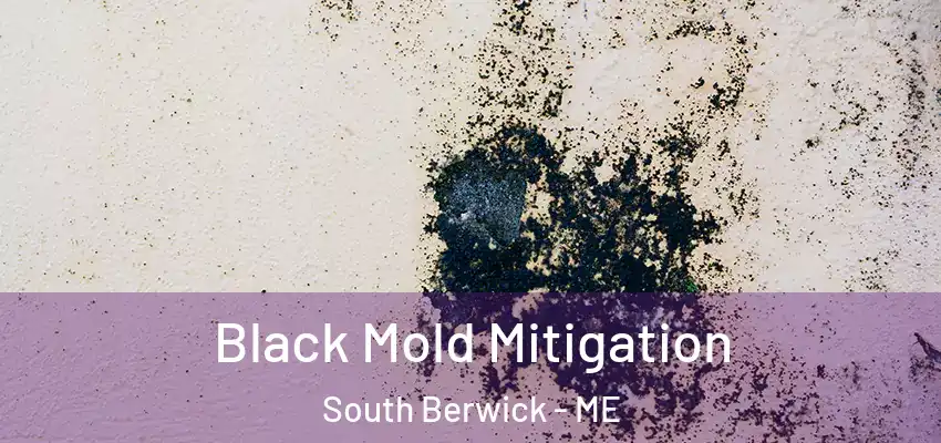 Black Mold Mitigation South Berwick - ME