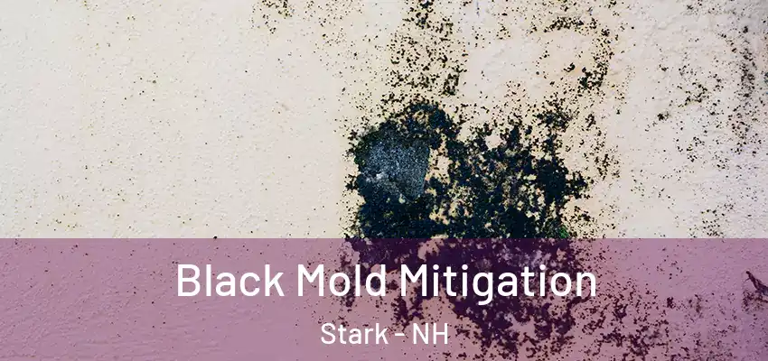  Black Mold Mitigation Stark - NH