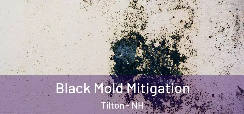  Black Mold Mitigation Tilton - NH
