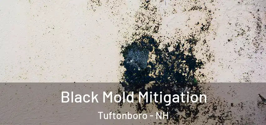  Black Mold Mitigation Tuftonboro - NH