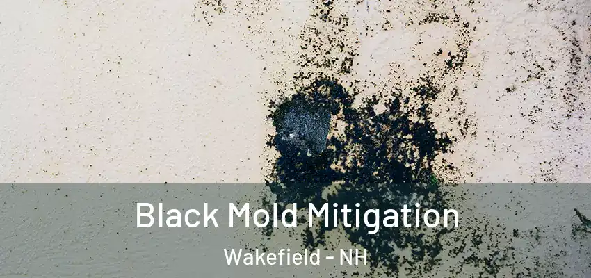  Black Mold Mitigation Wakefield - NH