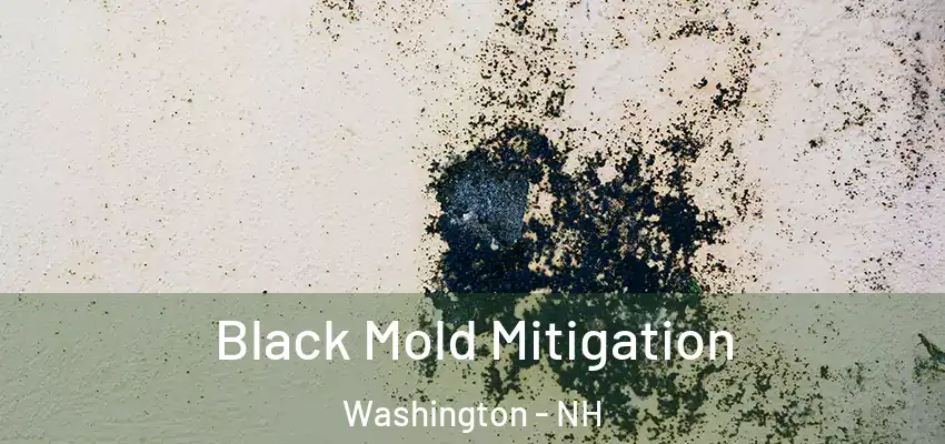  Black Mold Mitigation Washington - NH