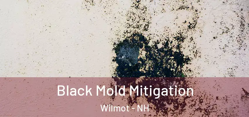 Black Mold Mitigation Wilmot - NH