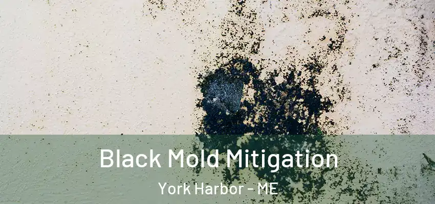 Black Mold Mitigation York Harbor - ME