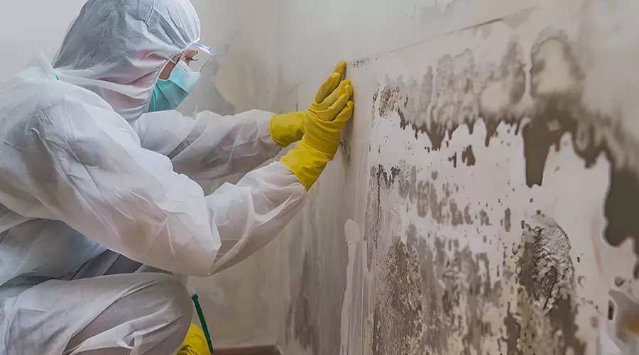 https://allamericanmoldremediation.com/images/gallery/mold-remediation-technician-cleaning-moldy-wall-plymouth.webp