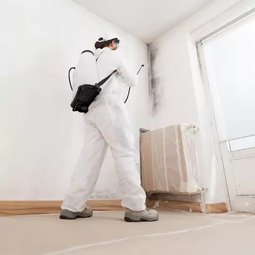 Trusted Black Mold Clean Up Experts in Plymouth, NH