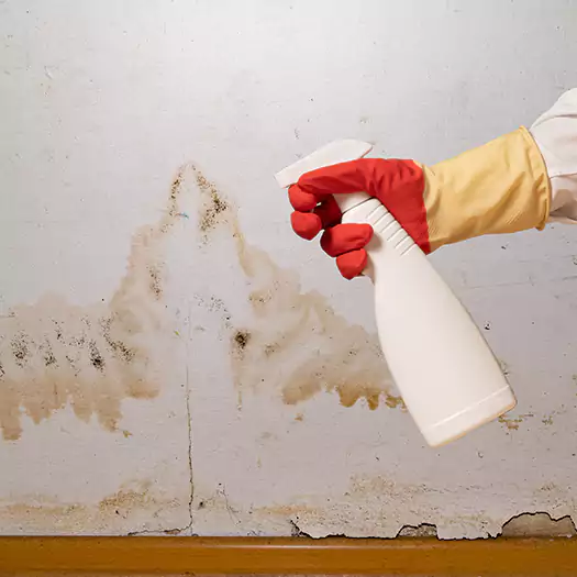 Trusted Black Mold Mitigation Specialists in Plymouth, NH