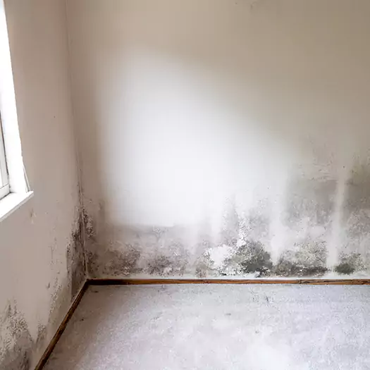 Trusted Mold Cleanup Specialists in Plymouth, NH