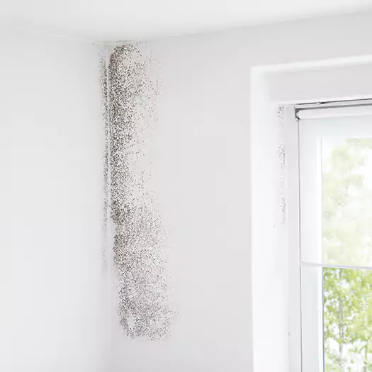 Trusted Mold Eradication Professionals Serving in Plymouth, NH