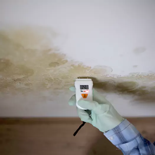 Reliable Mold Inspection Experts in Plymouth, NH
