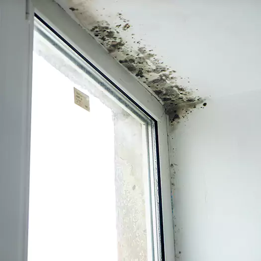 Experienced Mold Mitigation Specialists in Plymouth, NH