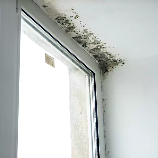 Trusted Mold on Bathroom Ceiling Experts in Plymouth, NH