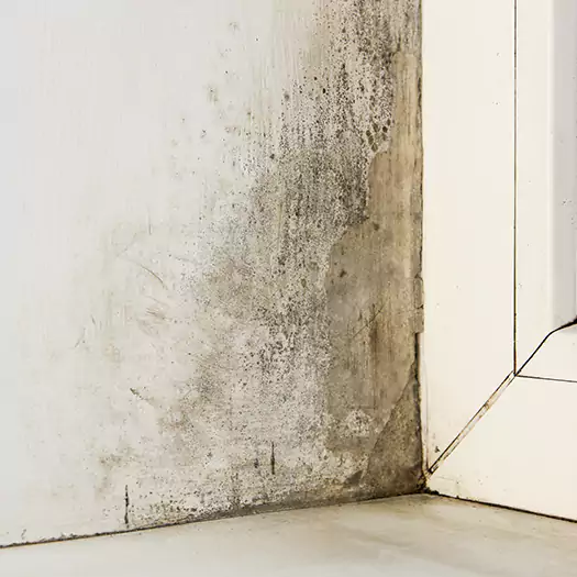 Skilled Mold on Drywall Experts in Plymouth, NH