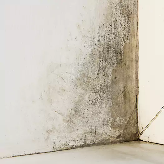 #1 Mold Remediation and Removal Experts in Plymouth, NH