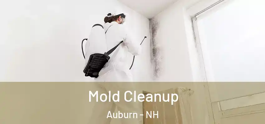  Mold Cleanup Auburn - NH