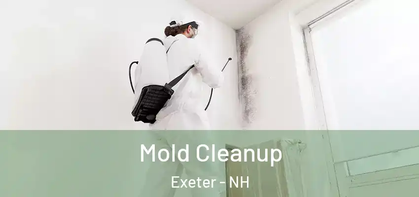 Mold Cleanup Exeter - NH