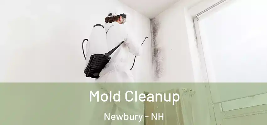  Mold Cleanup Newbury - NH