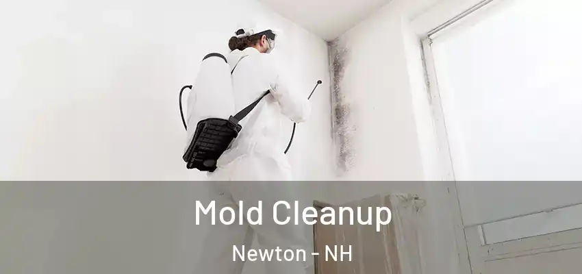  Mold Cleanup Newton - NH