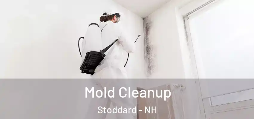  Mold Cleanup Stoddard - NH