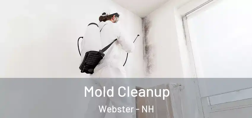  Mold Cleanup Webster - NH
