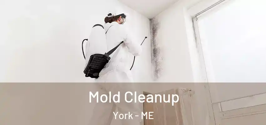  Mold Cleanup York - ME
