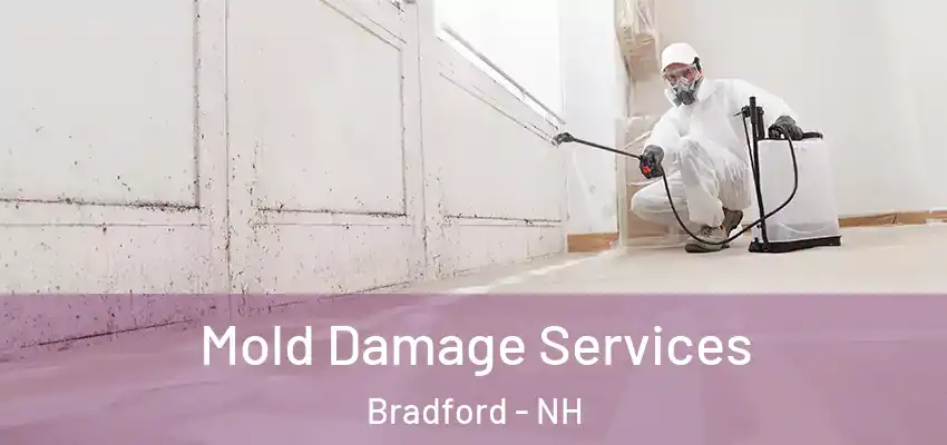  Mold Damage Services Bradford - NH