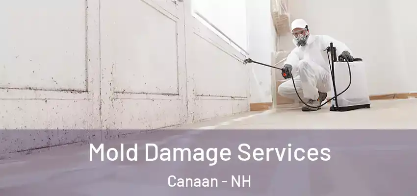  Mold Damage Services Canaan - NH