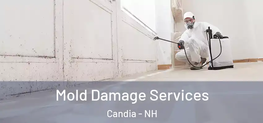  Mold Damage Services Candia - NH