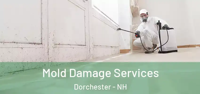  Mold Damage Services Dorchester - NH