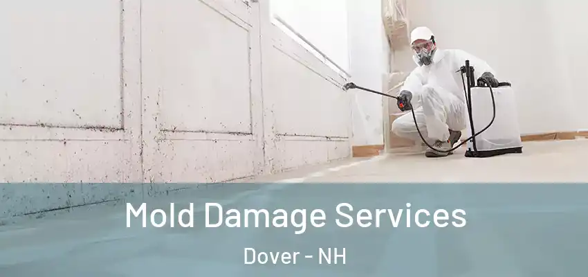  Mold Damage Services Dover - NH