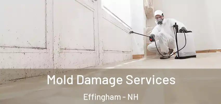  Mold Damage Services Effingham - NH