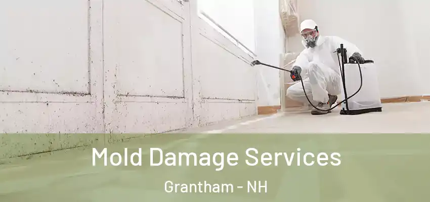  Mold Damage Services Grantham - NH