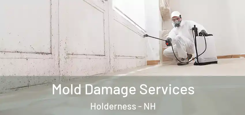  Mold Damage Services Holderness - NH