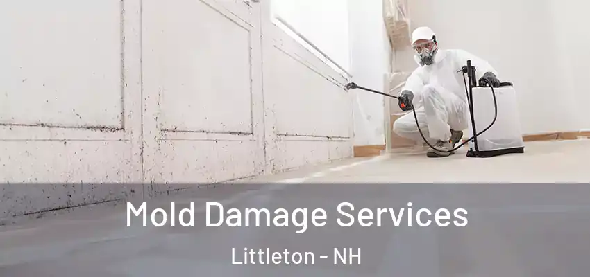  Mold Damage Services Littleton - NH