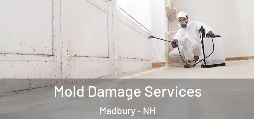  Mold Damage Services Madbury - NH
