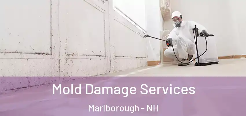  Mold Damage Services Marlborough - NH