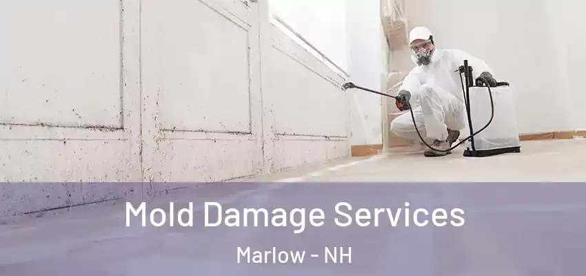  Mold Damage Services Marlow - NH