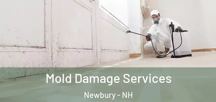  Mold Damage Services Newbury - NH