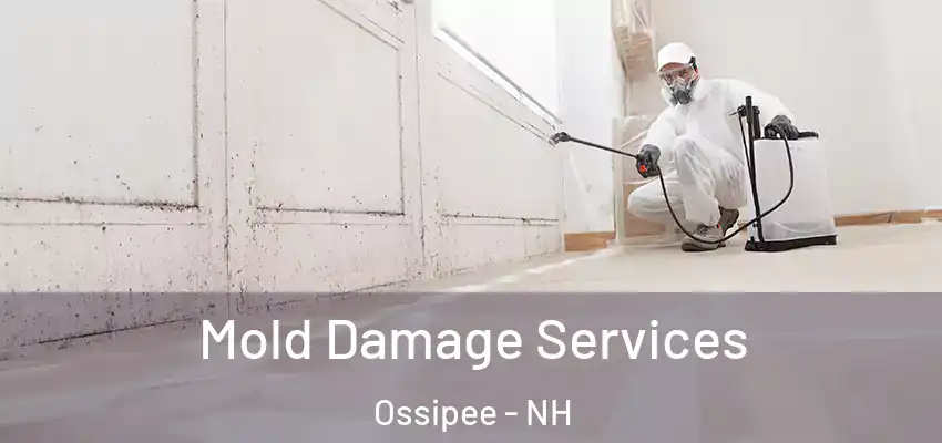 Mold Damage Services Ossipee - NH