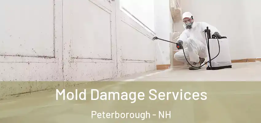  Mold Damage Services Peterborough - NH