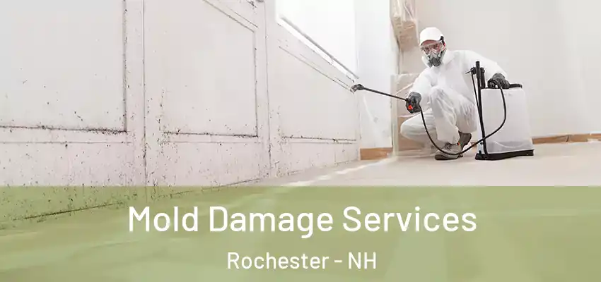  Mold Damage Services Rochester - NH