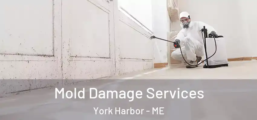 Mold Damage Services York Harbor - ME