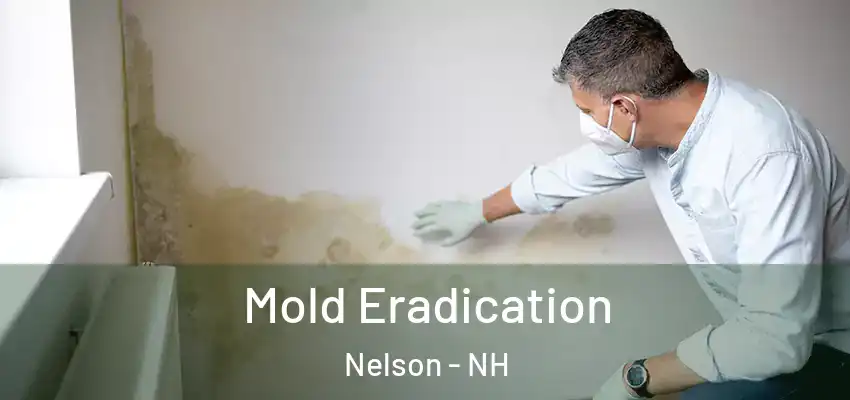  Mold Eradication Nelson - NH