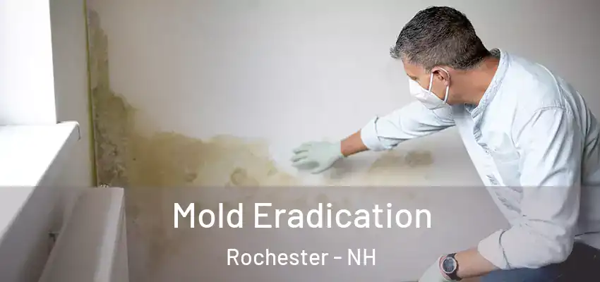  Mold Eradication Rochester - NH