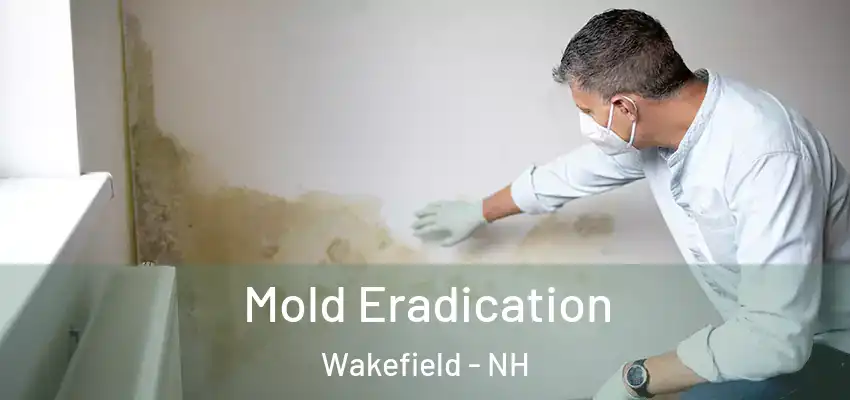  Mold Eradication Wakefield - NH